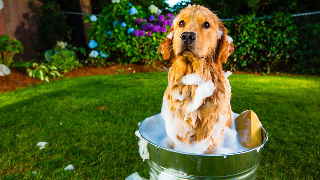Cómo bañar a tu perro 7 pasos y otras recomendaciones - Heatwave