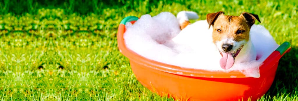 portada para blog sobre cómo bañar a tu perro en 7 pasos