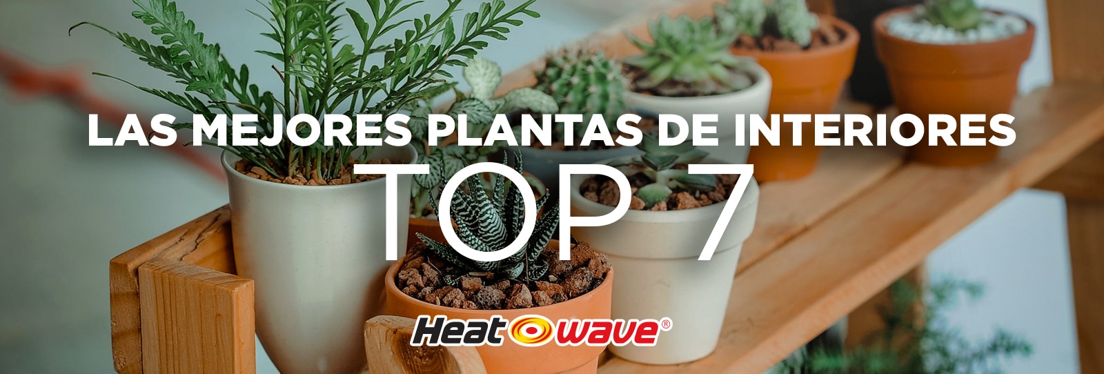 Heatwave-Blog-Plantas-01